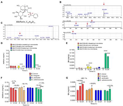 Esterases From Bifidobacteria Exhibit the Conversion of  - Frontiers